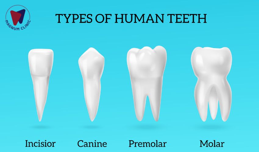 Types Of Human Teeth 1