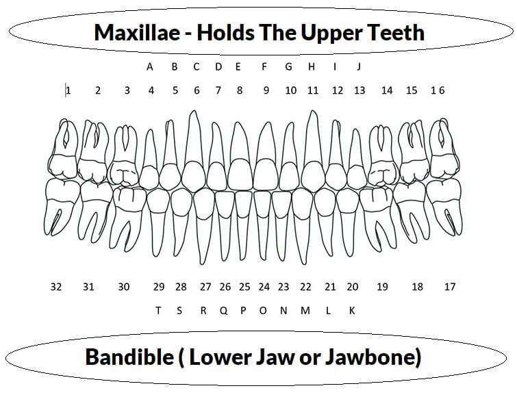teeth arragement and inner and outer structure