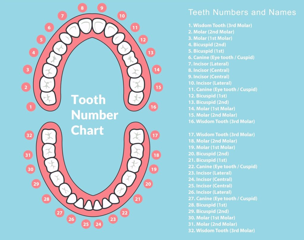 Tooth number and Tooth Name  Chart